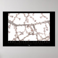 Pygmy Seepferd Poster