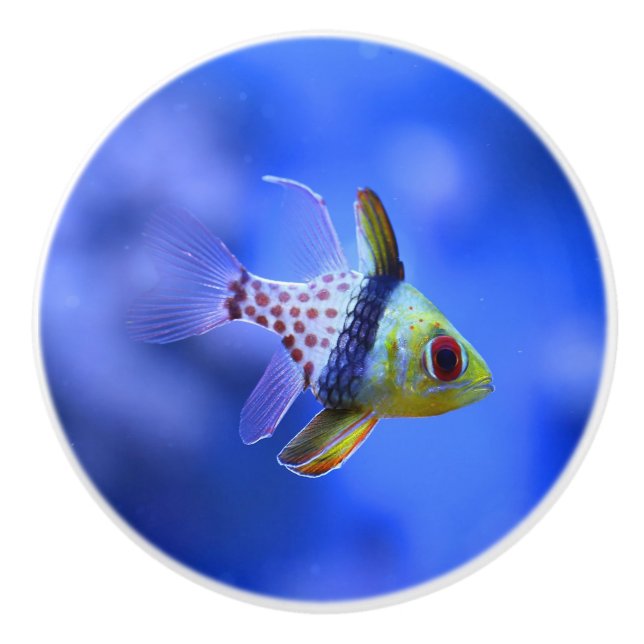 Pyjamacardinalfish-Keramik-Griff Keramikknauf (Vorderseite)