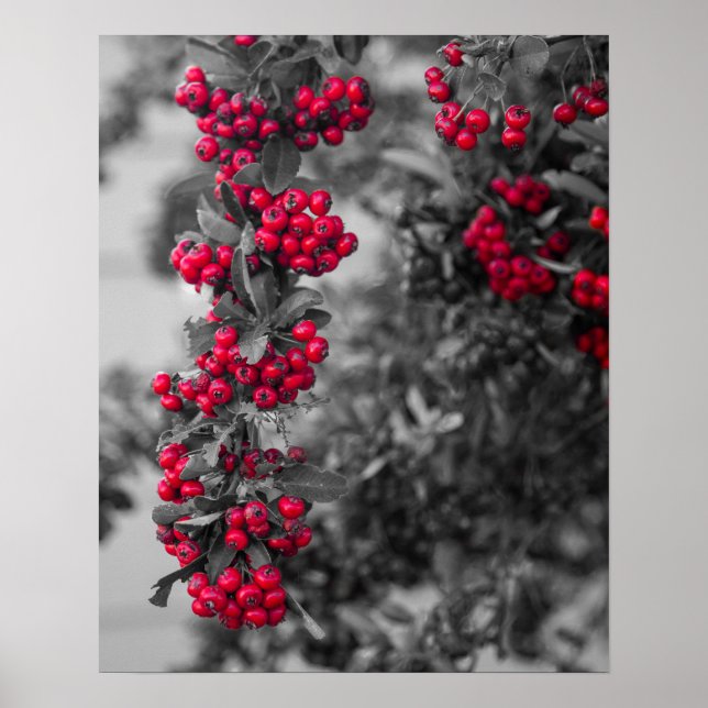 Pyracantha-Beeren-Wandkunstposter Poster (Vorne)