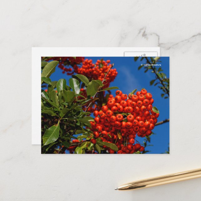Pyracantha Coccinea Scarlet Firethorn Berries Postkarte (Vorderseite/Rückseite Beispiel)