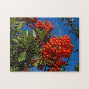 Pyracantha Coccinea / Scarlet Firethorn Puzzle