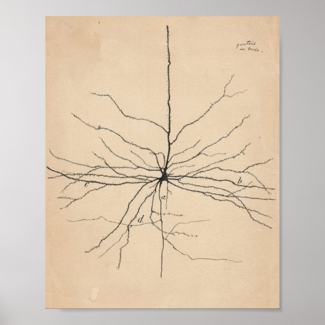 Pyramida Neuron Zeichnend von Santiago Ramón Y Caj Poster (Vorne)