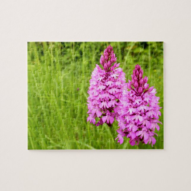 Pyramidal Orchid Foto Puzzle (Horizontal)