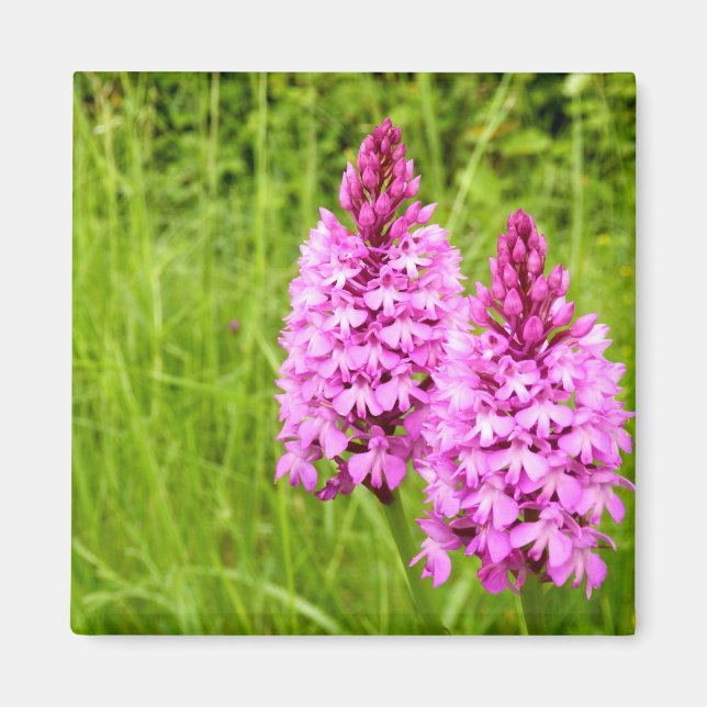 Pyramidal Orchid Magnet (Vorne)