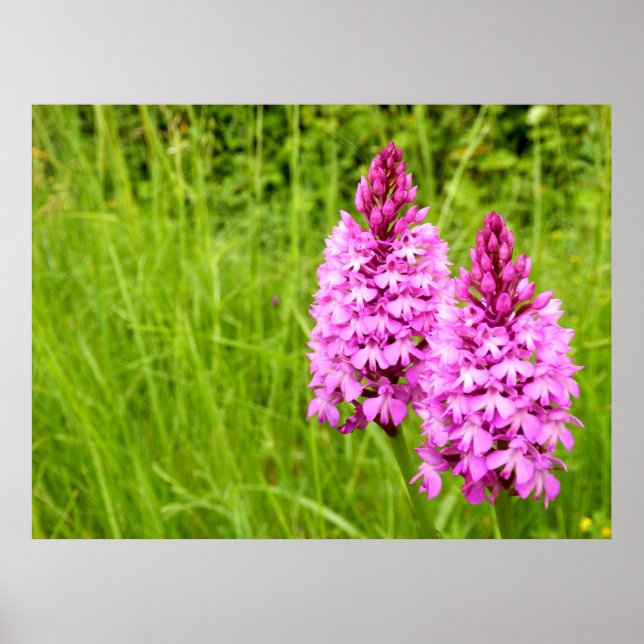 Pyramidal Orchid Poster (Vorne)