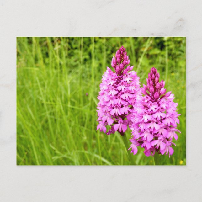 Pyramidal Orchid Postkarte (Vorderseite)
