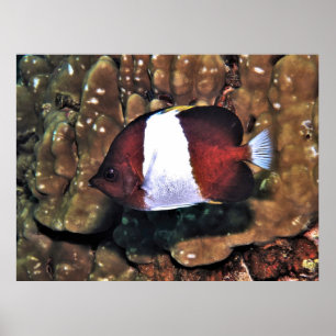 Pyramide Butterflyfish Poster