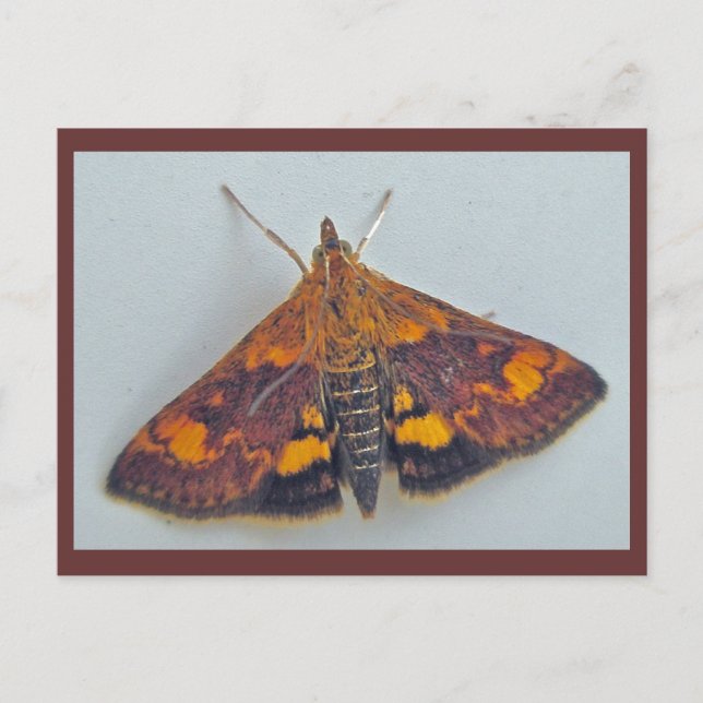 Pyrausta orphisalis Snout Nose Moth Postcard Postkarte (Vorderseite)
