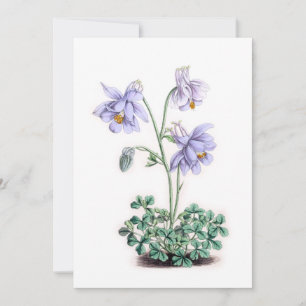 Pyrenäen Columbine - Aquilegia pyrenaica