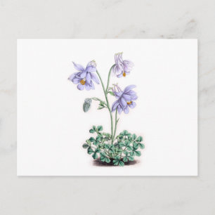 Pyrenäen Columbine - Aquilegia pyrenaica Postkarte