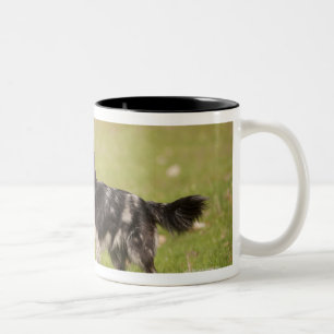 Pyrenean Schäfer in der wachsamen Pose wartete Zweifarbige Tasse