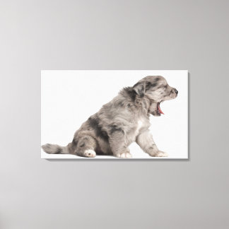 Pyrenean Shepherd Welpe (4 Wochen) gähnend Leinwanddruck