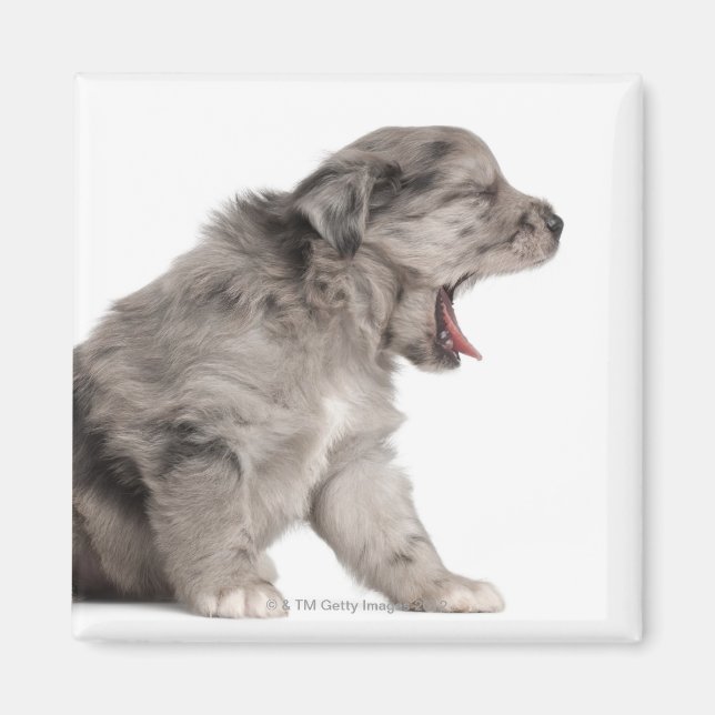 Pyrenean Shepherd Welpe (4 Wochen) gähnend Magnet (Vorne)