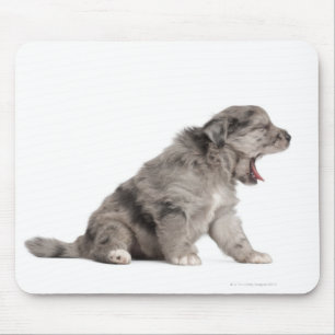 Pyrenean Shepherd Welpe (4 Wochen) gähnend Mousepad