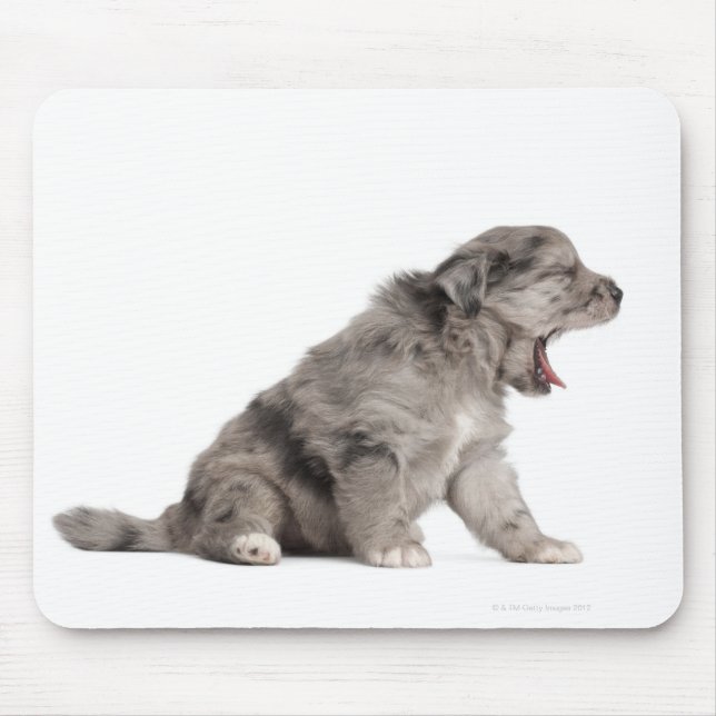 Pyrenean Shepherd Welpe (4 Wochen) gähnend Mousepad (Vorne)