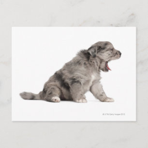 Pyrenean Shepherd Welpe (4 Wochen) gähnend Postkarte
