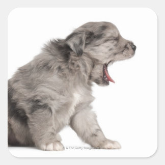 Pyrenean Shepherd Welpe (4 Wochen) gähnend Quadratischer Aufkleber