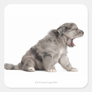 Pyrenean Shepherd Welpe (4 Wochen) gähnend Quadratischer Aufkleber