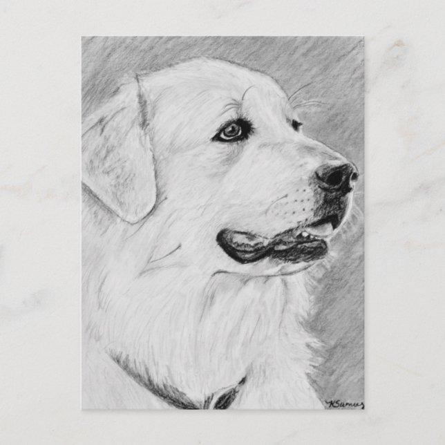PyreneanMountainDog.jpg Postkarte (Vorderseite)