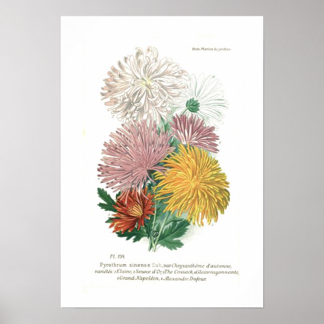 Pyrethrum sinense (Chrysanthemen) Poster (Vorne)