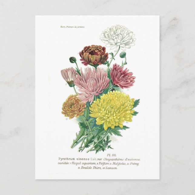 Pyrethrum sinense (Chrysanthemen) Postkarte (Vorderseite)