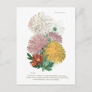 Pyrethrum sinense (Chrysanthemum) Postkarte