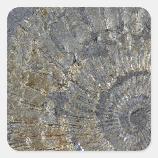 Pyritisiertes Ammonit Quadratischer Aufkleber