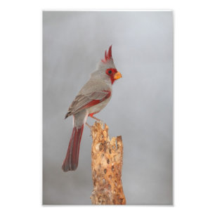 Pyrrhuloxia auf einem Ast Fotodruck