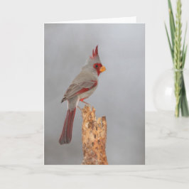 Pyrrhuloxia auf einem Ast Karte