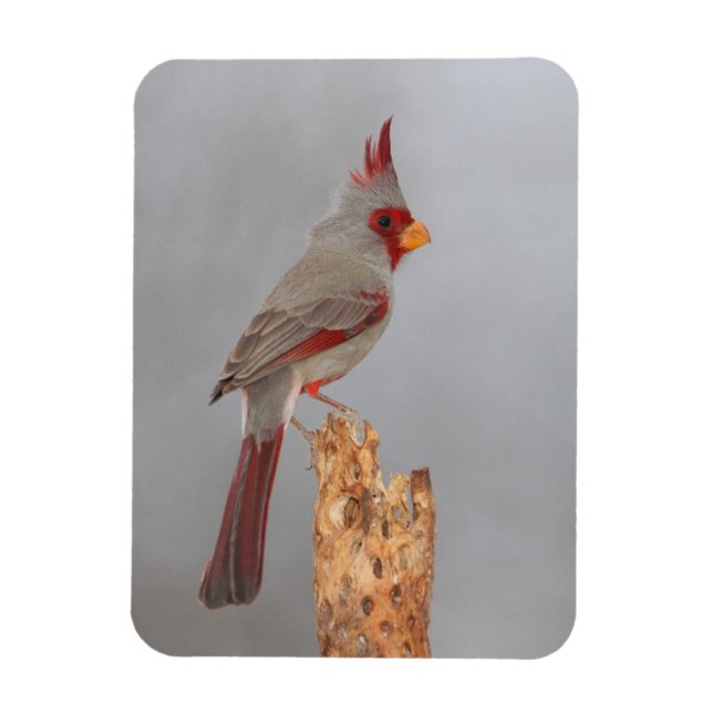 Pyrrhuloxia auf einem Ast Magnet (Vertikal)