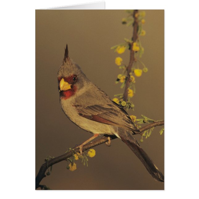 Pyrrhuloxia, Cardinalis sinuatus (Vorne)