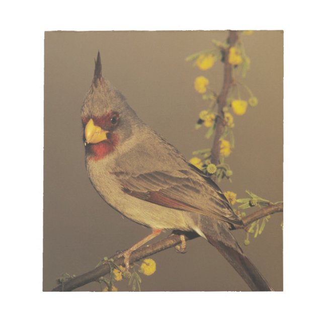 Pyrrhuloxia, Cardinalis sinuatus Notizblock (Vorderseite)