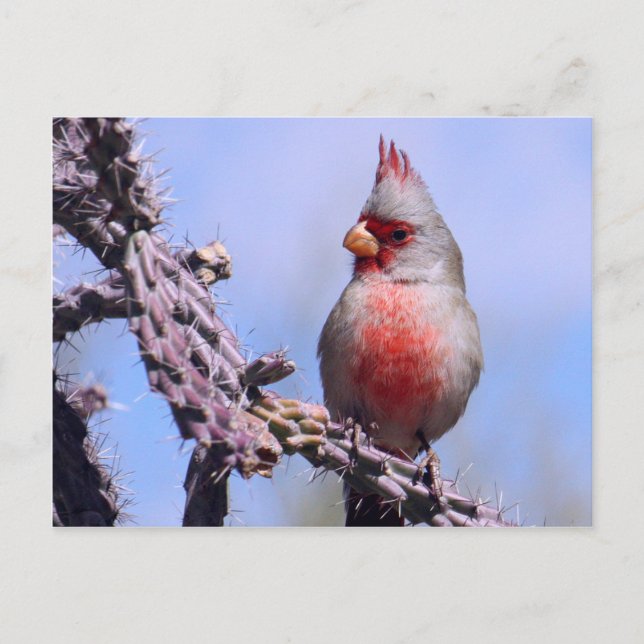 Pyrrhuloxia-Wüste-Kardinal Postkarte (Vorderseite)