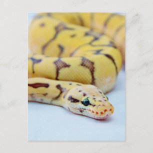Python 2 postkarte