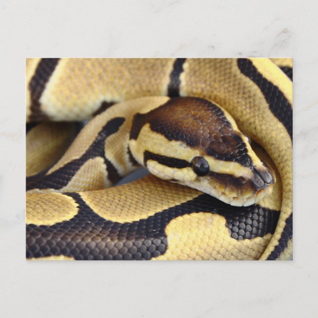 Python Gelb und Schwarzes Ball 3 Postkarte (Vorderseite)