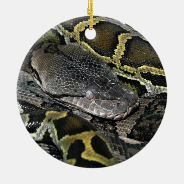 Python molurus bivittatus keramik ornament (Hinten)