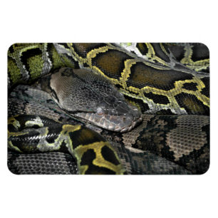 Python molurus bivittatus magnet