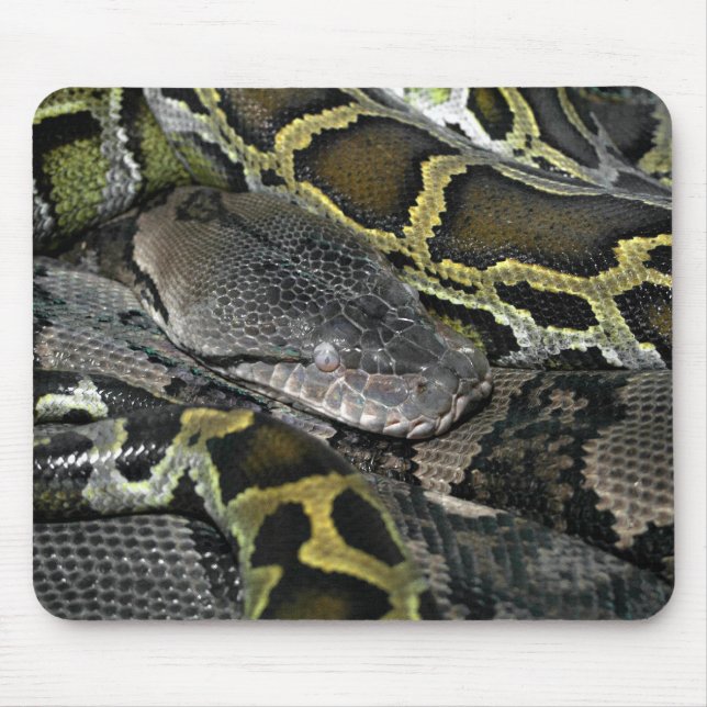 Python molurus bivittatus mousepad (Vorne)