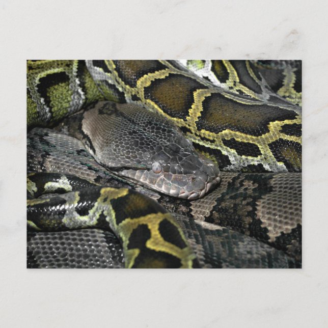 Python molurus bivittatus postkarte (Vorderseite)