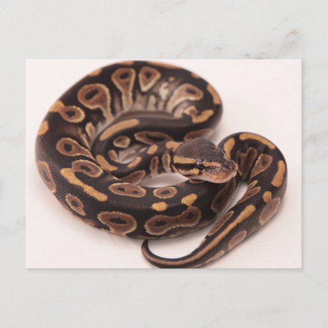 Python Postkarte (Vorderseite)