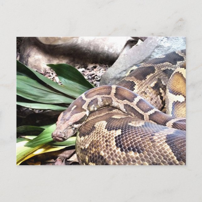Python-Schlangenreptil Postkarte (Vorderseite)