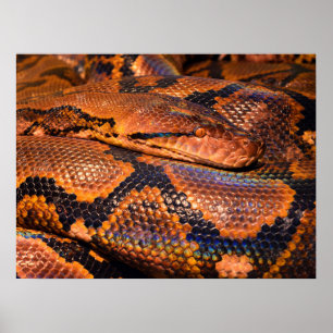 Python Snake Poster