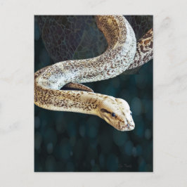 Python Snake Postkarte