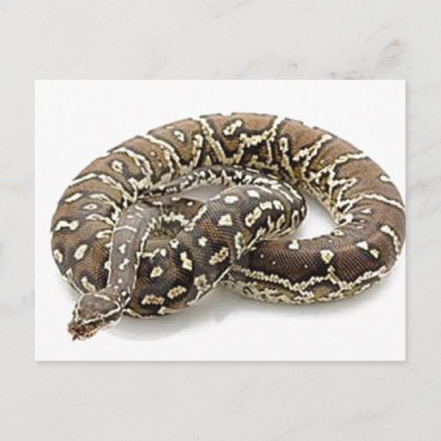 Python Snake Reptile Postkarte (Vorderseite)