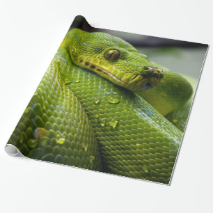 Pythonschlange Geschenkpapier