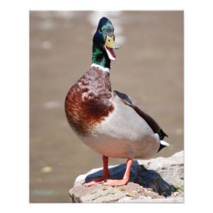 Quacking Mallard Duck Fotodruck