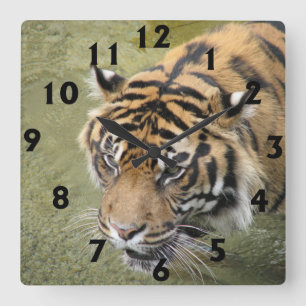 Quadratische Tiger-Uhr Wanduhr