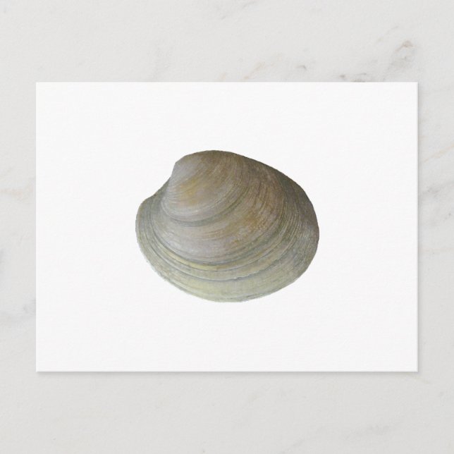 Quahog Clam (ohne Titel) Postkarte (Vorderseite)