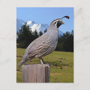QUAIL AM TRAUMPUNKT POSTKARTE