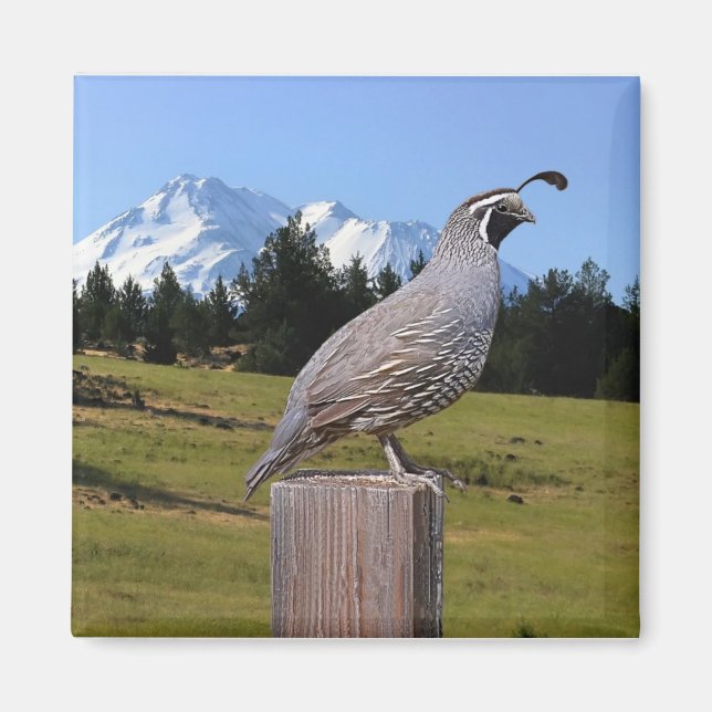 QUAIL AUF DREAM POINT MAGNET (Vorne)